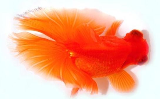 蝶尾金魚如何繁殖？蝶尾金魚怎么養？