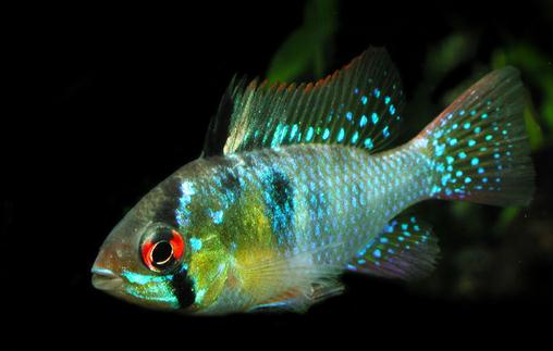 短鯛荷蘭鳳凰怎么養？短鯛荷蘭鳳凰飼養環境