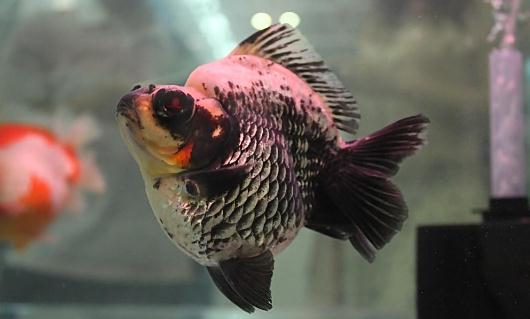 短尾琉金魚的簡介-短尾琉金魚怎么鑒賞?