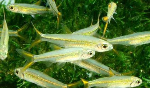 二線藍(lán)眼燈魚是什么？二線藍(lán)眼燈魚怎么養(yǎng)？