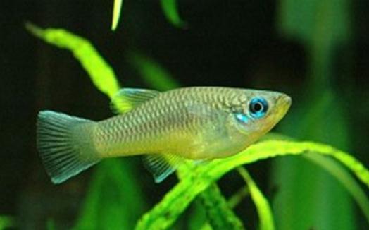 非洲藍(lán)燈眼怎么養(yǎng)？非洲藍(lán)燈眼飼養(yǎng)環(huán)境