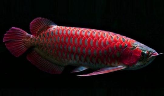 非洲龍魚怎么養?非洲龍魚的飼養環境