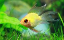 寶蓮燈魚(yú)是怎樣的？寶蓮燈魚(yú)怎么養(yǎng)？