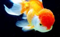 彩色球形珍珠金魚怎么養？彩色球形珍珠金魚換水