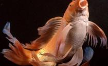 大正三色錦鯉的飼養環境-大正三色錦鯉怎么養？