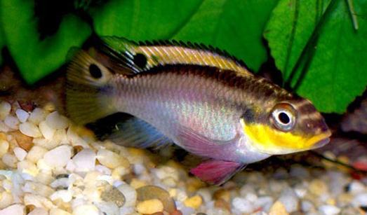 翡翠鳳凰短鯛的飼料-翡翠鳳凰短鯛的繁殖