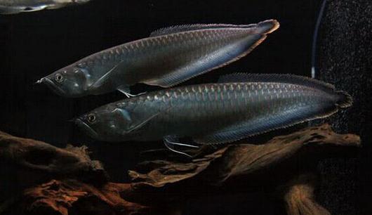 黑帶的簡介-黑帶怎么養？