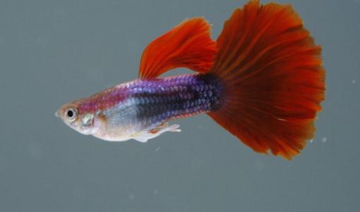 紅尾禮服孔雀魚的簡介-紅尾禮服孔雀魚的壽命