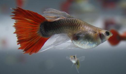 紅尾禮服孔雀魚怎么養(yǎng)？紅尾禮服孔雀魚飼養(yǎng)環(huán)境