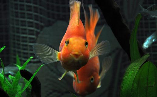 紅元寶魚是什么？紅元寶魚價格