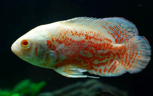 厚子魚(yú)的簡(jiǎn)介-厚子魚(yú)的生長(zhǎng)習(xí)性