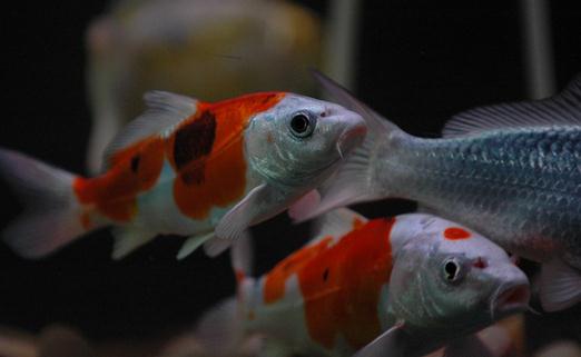 花紋皮光鯉的特征-如何保持錦鯉的體色鮮亮？