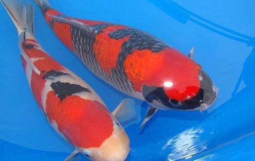 花紋皮光鯉怎么養？花紋皮光鯉的養法