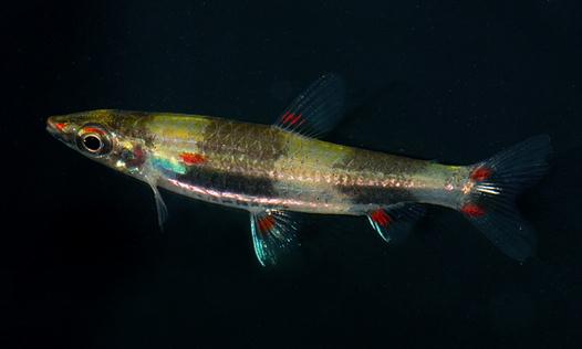 黃金燈魚(yú)怎么養(yǎng)？黃金燈魚(yú)的特點(diǎn)