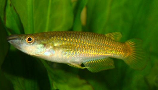 黃金鳉的簡介-黃金鳉的特征是什么？