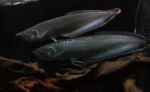 黑帶的簡介-黑帶怎么養？