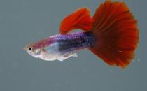 紅尾禮服孔雀魚的簡(jiǎn)介-紅尾禮服孔雀魚的壽命