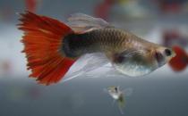 紅尾禮服孔雀魚怎么養(yǎng)？紅尾禮服孔雀魚飼養(yǎng)環(huán)境