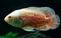 厚子魚的簡(jiǎn)介-厚子魚的生長(zhǎng)習(xí)性