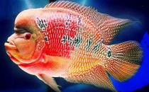 花角羅漢魚的簡介-花角羅漢魚的價格