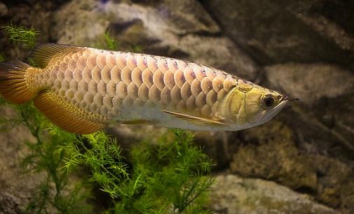 金龍魚怎么養?金龍魚如何飼養?