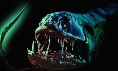 深海龍魚怎么養?深海龍魚的特征