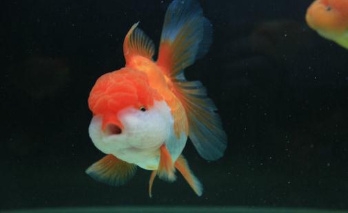獅子頭金魚怎么養?獅子頭金魚的品種