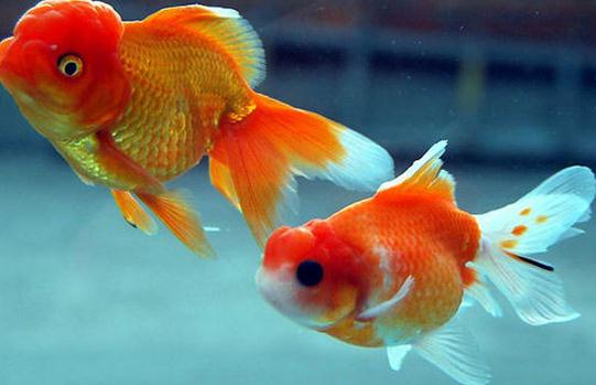 水泡金魚怎么養(yǎng)?水泡金魚的飼養(yǎng)方法