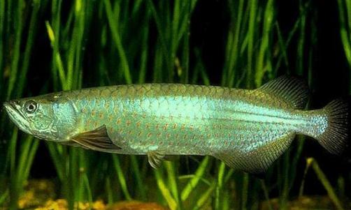 星點(diǎn)龍魚的簡介-星點(diǎn)龍魚如何繁殖？