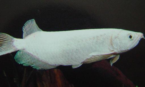 星點(diǎn)龍魚吃什么？星點(diǎn)龍魚怎么養(yǎng)？