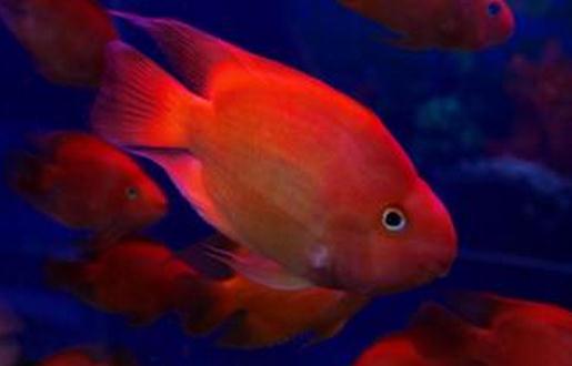 血紅鸚鵡怎么養?血紅鸚鵡的常見病