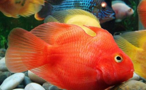 血鸚鵡魚怎么養?血鸚鵡魚的養殖環境