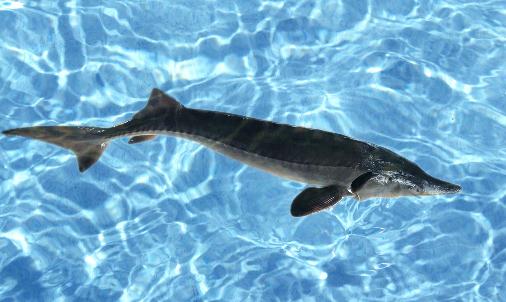 鱘龍魚的簡介-鱘龍魚的價值