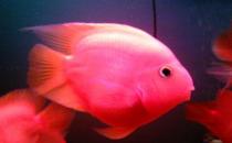 金剛鸚鵡魚怎么養(yǎng)？金剛鸚鵡魚的壽命