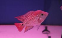 金花羅漢魚怎么養？金花羅漢魚的壽命