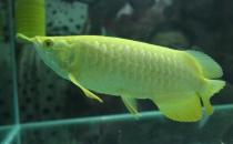 金龍魚的簡介-金龍魚魚苗價格