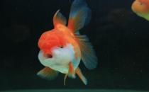 獅子頭金魚怎么養？獅子頭金魚的品種