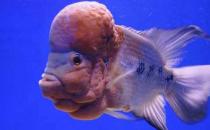 壽星頭怎么養？壽星頭的病害防治