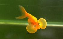 水泡金魚是什么魚？水泡金魚的特征