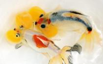 水泡金魚有什么種類？水泡金魚的特征