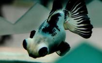 熊貓蝶尾金魚怎么養？熊貓蝶尾金魚的特征