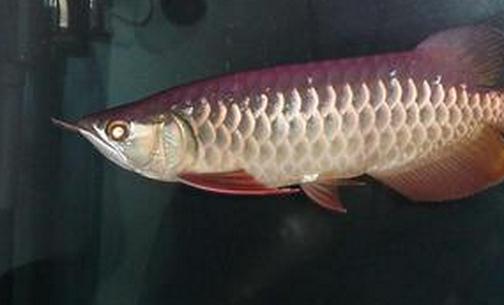 寶石龍魚的簡介-寶石龍魚價格如何?