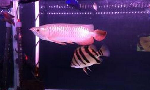 寶石龍魚怎么養？寶石龍魚的常見病