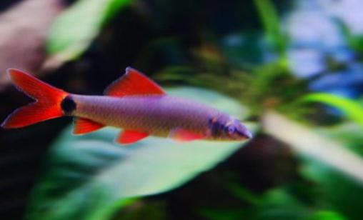 彩虹鯊怎么養？彩虹鯊的飼養環境有什么要求？