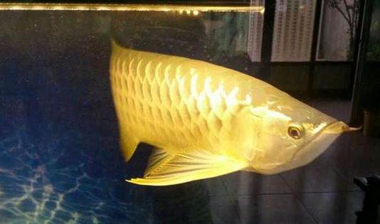 高背寶石龍魚怎么養?高背寶石龍魚魚缸擺放位置