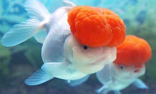 鶴頂紅金魚怎么養？鶴頂紅金魚的品種
