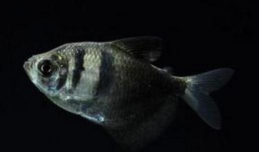 黑裙魚怎么養(yǎng)？黑裙魚的常見病