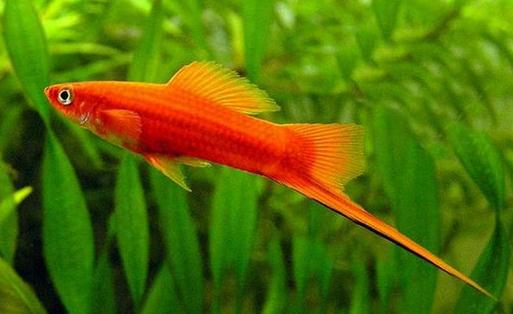 紅劍魚怎么養？紅劍魚的飼養環境