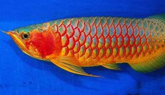 紅辣椒龍魚怎么養？紅辣椒龍魚養殖方法