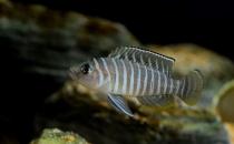 斑馬貝的簡介-斑馬貝有什么特征？